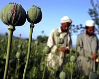 Afghan poppy crop could fuel new Taliban attacks: US general