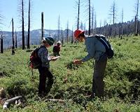 Tree planting can harm ecosystems