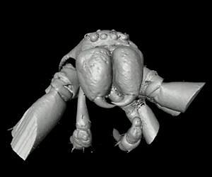 Imaging technology reveals intricate details of 49 million-year-old spider