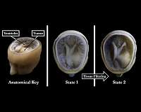 Now, you can hold a copy of your brain in the palm of your hand