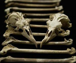 Scientists find impact of open-ocean industrial fishing within centuries of bird bones