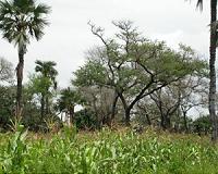 A new measure of biodiversity
