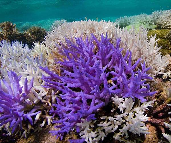 Genome editing experiments reveal gene for heat tolerance in corals