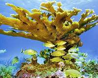 Corals much older than previously thought, study finds