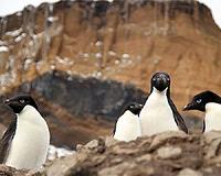 Scientists confirm new bird flu in South Pole penguins