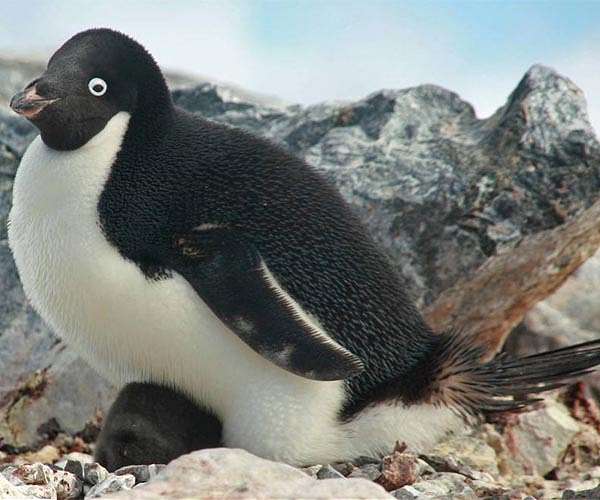 Hefty Australian penguin chick becomes star
