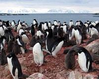 Dozens of penguins wash up dead on coast of Uruguay