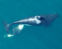 NOAA hexacopter monitors health of Southern Resident killer whales