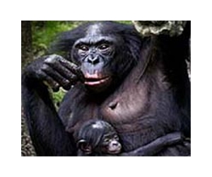 Environment May Impact Ability Of Apes To Understand Declarative Communication
