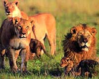Uganda ends big game hunting ban