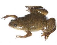 How a frog's molecules 'leaped,' and 'crawled,' to evolve violet vision
