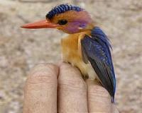 Study of African birds reveals hotbed of malaria parasite diversity