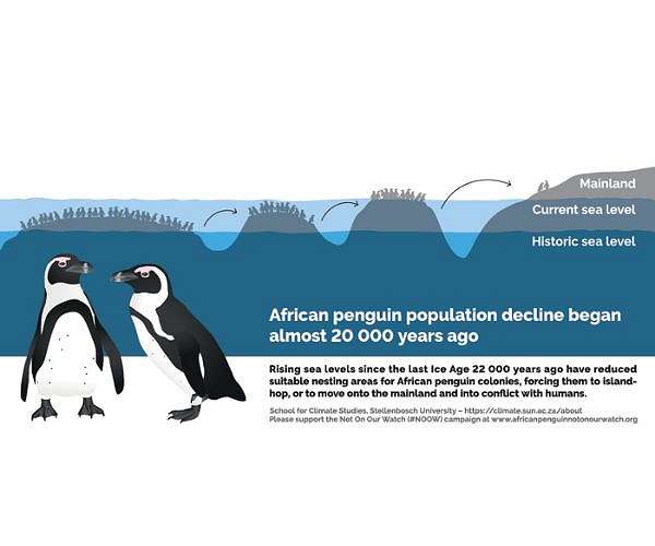 S. Africa court bars fishing to protect endangered African Penguins