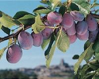 Study shows dried plums provide protection from bone loss due to radiation