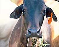 Climate Change Fears For Deadly Virus Outbreaks In Livestock