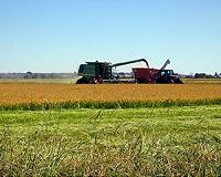 Invasive species could cause billions in damages to agriculture