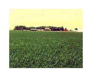 Modified alfalfa stirs debate in Texas