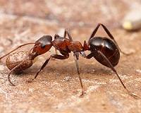How do ants get around? Ultra-sensitive machines measure their every step...