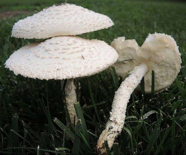 Spore the merrier: Boom in mushrooms grown on Belgian beer