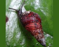 Research shows catastrophic invertebrate extinction in Hawai'i and globally