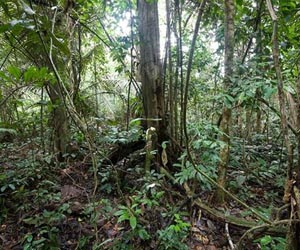 Rainforest Collapse Drove Reptile Evolution