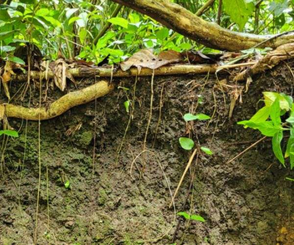 Secret behind Amazonian 'dark earth' could help speed up forest restoration across the globe