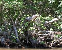 University of Tennessee study finds crocodiles climb trees