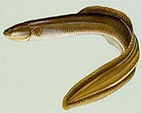 Dutch fishermen say eel ban puts them on 'endangered list'