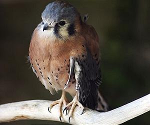 American Birds Of Prey At Higher Risk Of Poisoning From Pest Control Chemicals