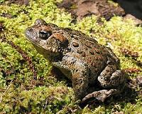 Amphibians may carry, spread infectious diseases
