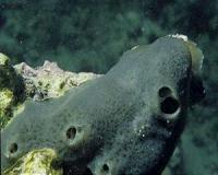 Largest evolutionary study of sponges sheds new light on animal evolution