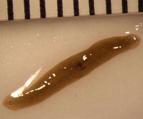 Flatworms could replace rabbits as models for skin products