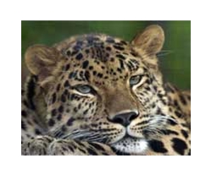 Rare Amur leopard killed in China: Xinhua
