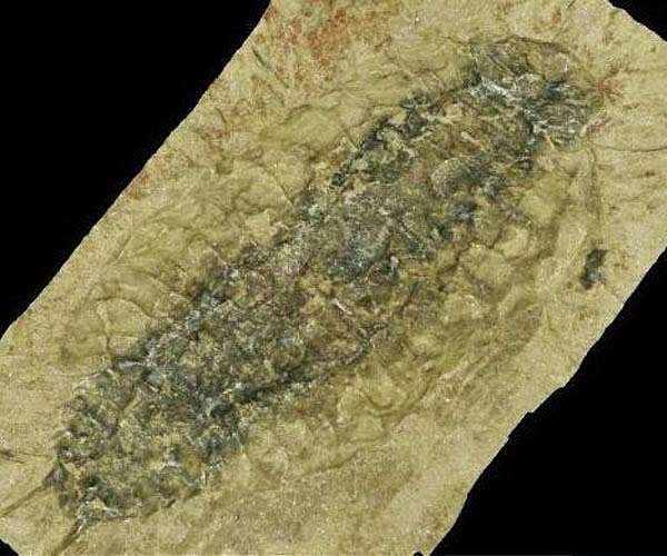 Fossils suggest woodlice ancestors crawled across Ireland 360M years ago