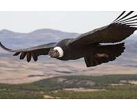 Experts' high-flying study reveals secrets of soaring birds