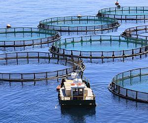Coastal ocean aquaculture can be environmentally sustainable