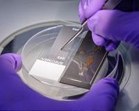 A Different Kind of Green Movement: Seedling Growth in Space