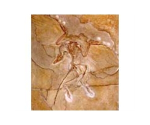 'Flying dinosaur' really had feathers