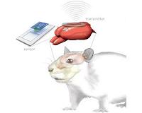 Visual recognition: Seeing the world through the eyes of rodents
