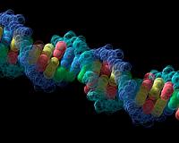 DNA 'glue' could someday be used to build tissues, organs