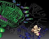 Mutation that triggered multicellular life altered protein flexibility