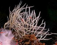 Researchers describe four new species of killer sponges from the deep sea