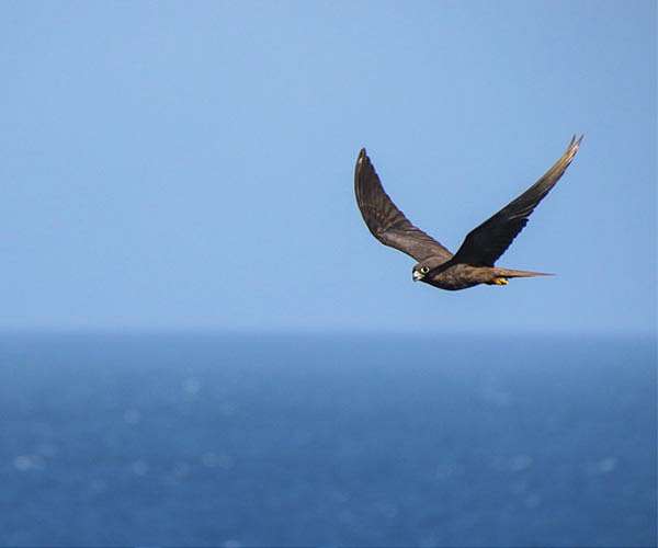 The watchers who prey on Israel's falcon poachers