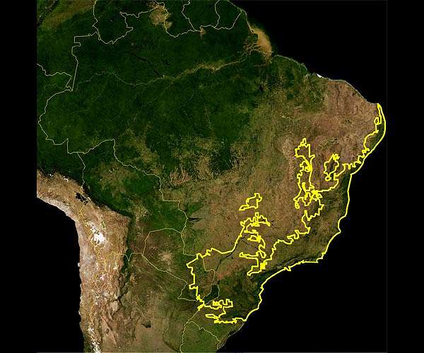 Deforestation surges in Brazil Atlantic Forest: report