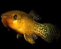 A fish adapts quickly to lethal levels of pollution