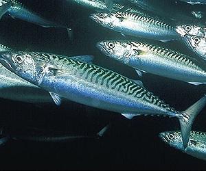 EU mackerel sanctions urged for Iceland