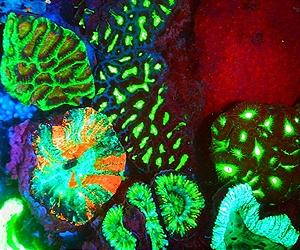 Australia corals to light up cancer cure fight