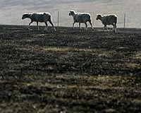 Animals the forgotten victims of Australian fires
