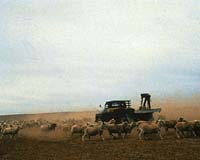 Drought cuts 10 percent off Australian agricultural production