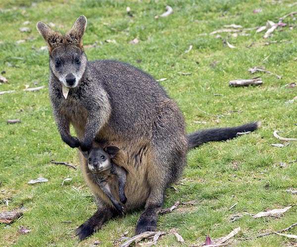 Australia lists small wallaby among new endangered species